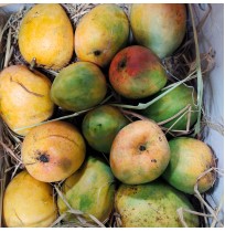 Mango - Jawari
